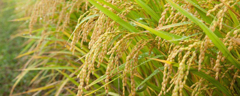 华优钰禾水稻品种的特性，全生育期133.2天