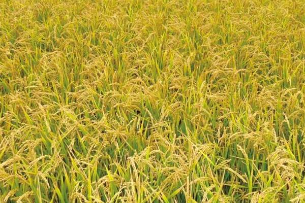 荣两优99水稻种子特点，每亩有效穗数16.4万