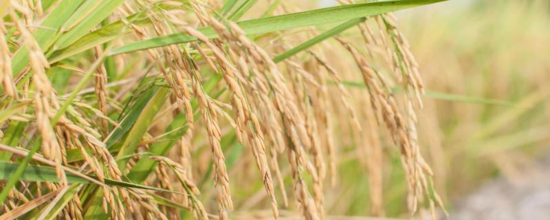 那优787水稻品种简介，感温籼型三系杂交水稻品种
