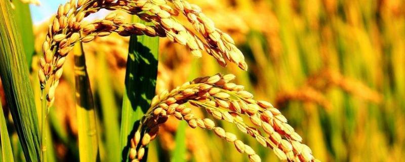 特优660水稻种子特征特性，全生育期132.8天