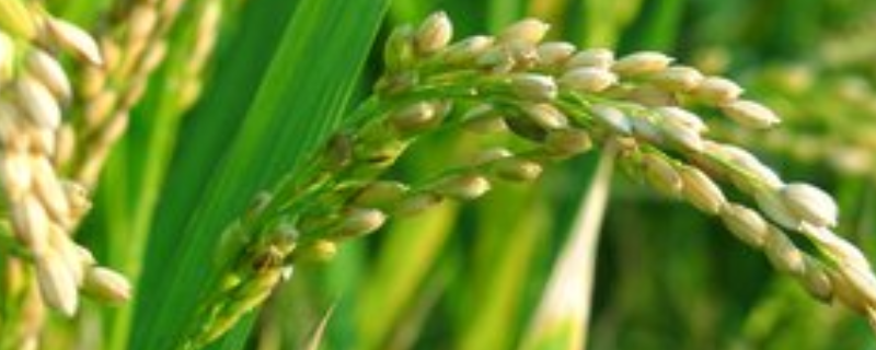 广香优9号水稻种子简介，每亩有效穗数16.9万