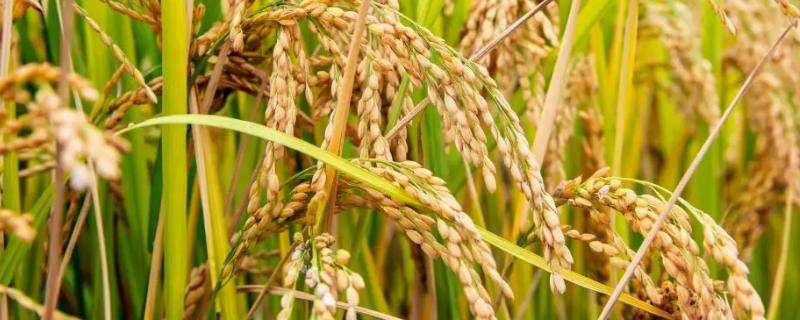 丝香优龙丝苗水稻种子特征特性，感温籼型三系杂交水稻品种