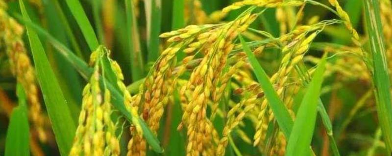 特优600水稻种子介绍，每亩有效穗数15.0万