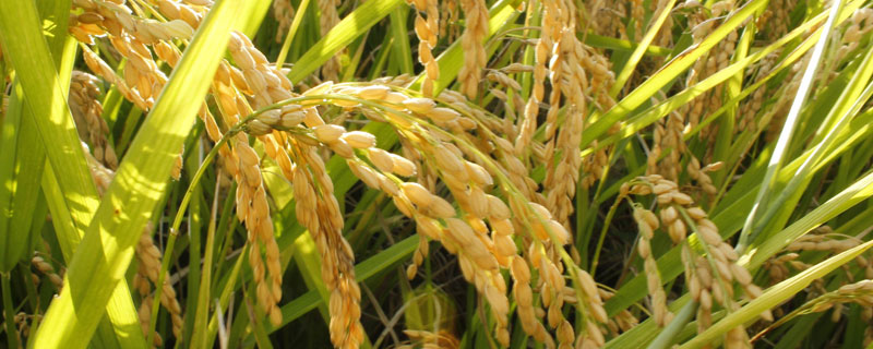 六香优锦丝占水稻品种的特性，全生育期123.6天