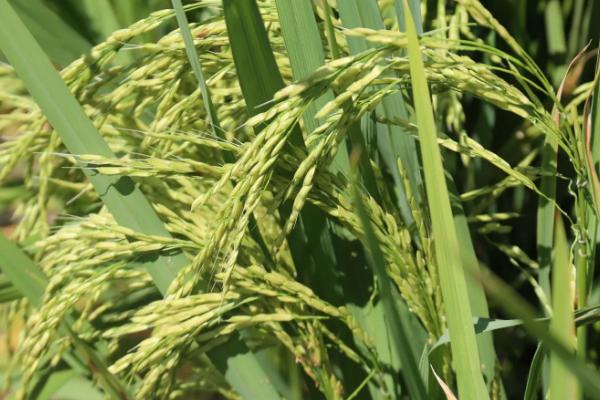 广香优9号水稻种子简介，每亩有效穗数16.9万