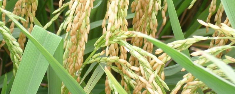 新香占1号水稻种子简介，全生育期123.2天