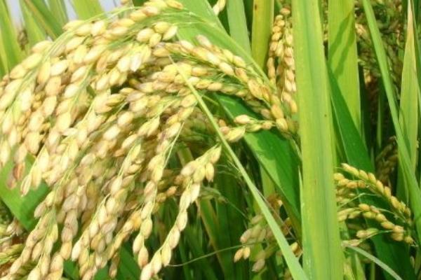 那优787水稻品种简介，感温籼型三系杂交水稻品种