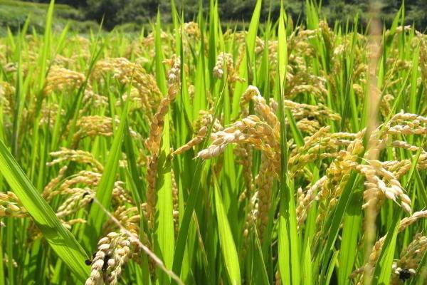 汉2S水稻种子介绍，在海南三亚1月20日播种