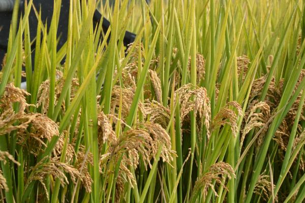 特优458水稻种子介绍，作晚稻种植宜于6月中下旬播种
