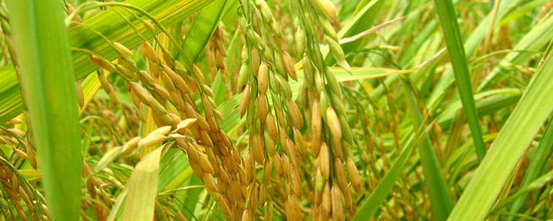 泰优3125水稻种子特征特性，全生育期123.0天