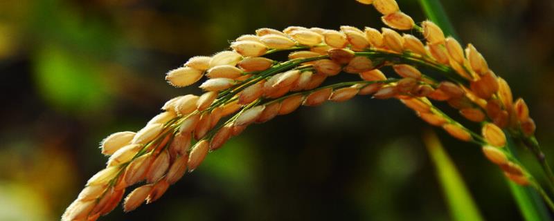 金象优715水稻种简介，每亩有效穗数17.9万
