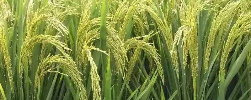欣荣优829水稻品种简介，每亩插(抛)植2～5万穴