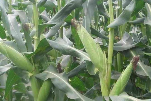 珍糯521玉米品种的特性，春播以3月上中旬播种育苗为宜