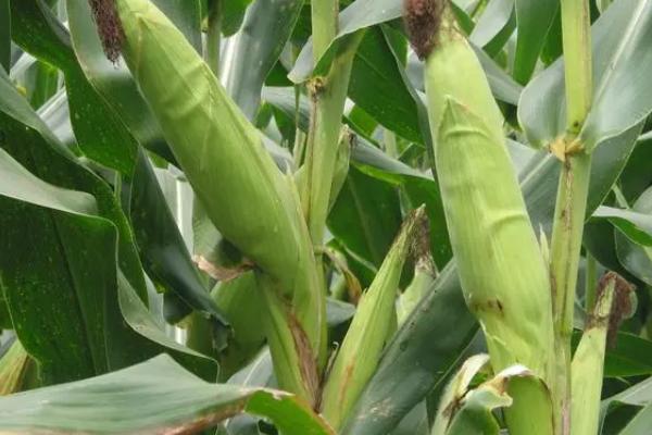 三峡玉23玉米种子特点，出苗至成熟111～140天