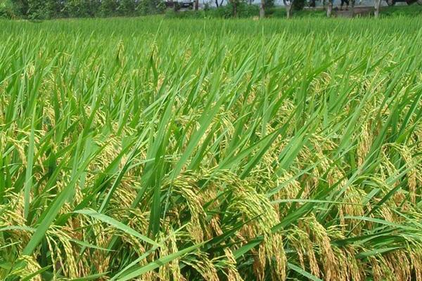 西大黄叶1号水稻种子特征特性，全生育期152～184天