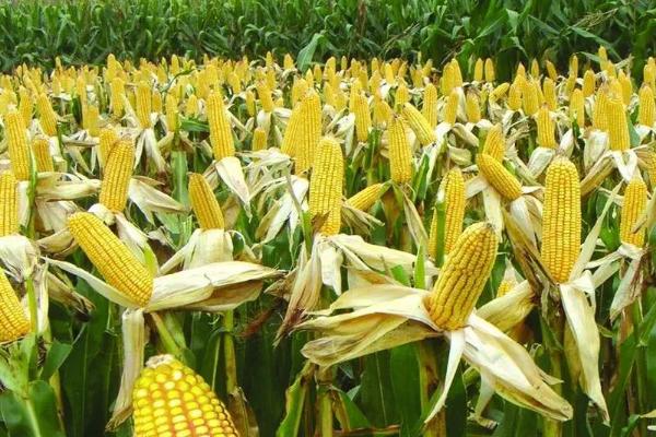 隆平531玉米种子特点，注意防治纹枯病