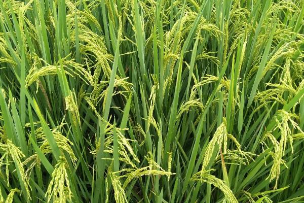 西大6优16水稻种子介绍，全生育期144～181天