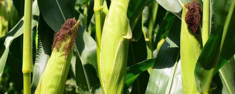 壮玉909玉米种子特征特性，春播平均生育期116.4天