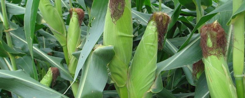 熟地518玉米种子特征特性，春播平均生育期128.8天