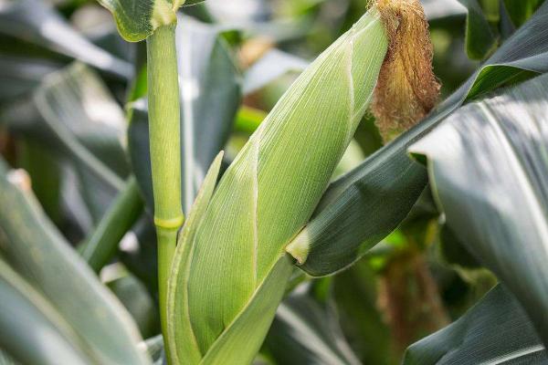 智玉108玉米种子特征特性，春播平均生育期128.2天