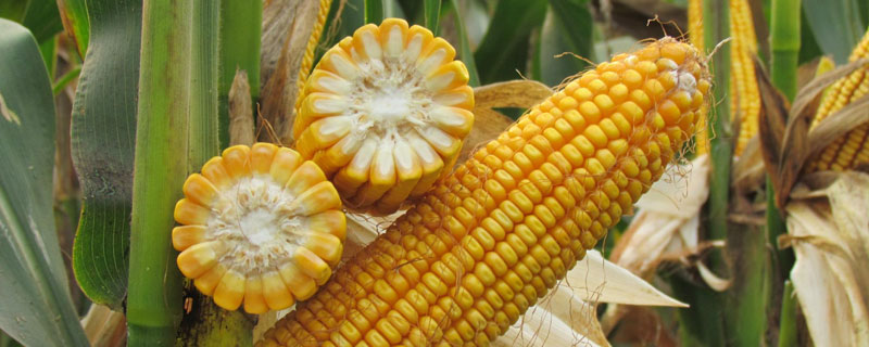 力丰007玉米种子简介，春播平均生育期115.4天