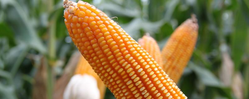 汉飞99-9玉米种子简介，春播平均生育期132.8天