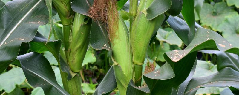 高玉039玉米种子特征特性，注意防治茎腐病