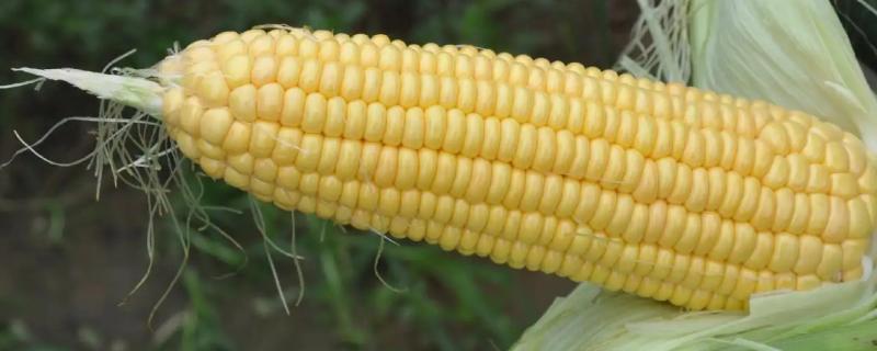 华元玉219玉米种子特征特性，春播平均生育期113.8天