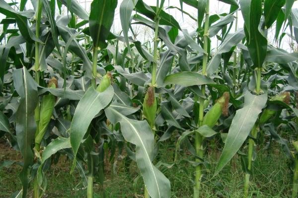 丰云18玉米品种的特性，春播平均生育期114.2天