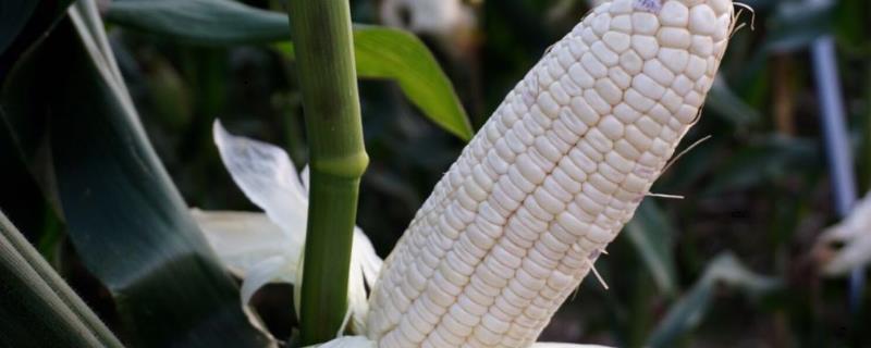 昊明达11玉米种简介，注意防治茎腐病