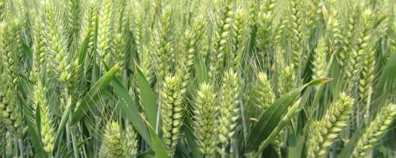 川麦605小麦种子特征特性，确保每亩基本苗12～14万