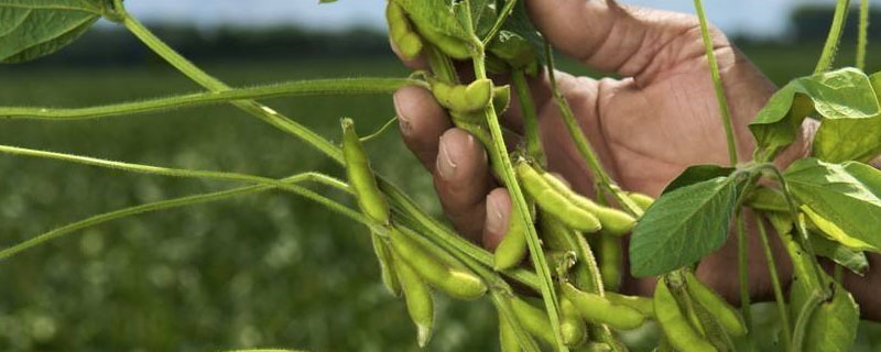 南夏豆40大豆种子特点，该品种属夏大豆品种