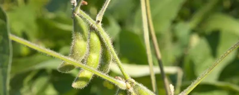 南夏豆45大豆品种简介，大豆6月中下旬播种