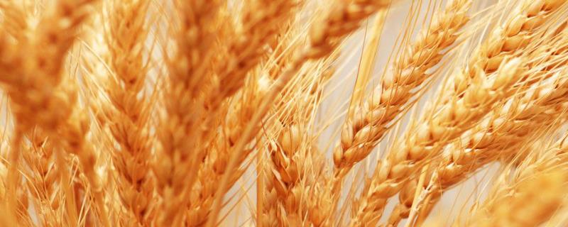 川麦1603小麦品种简介，中抗白粉病