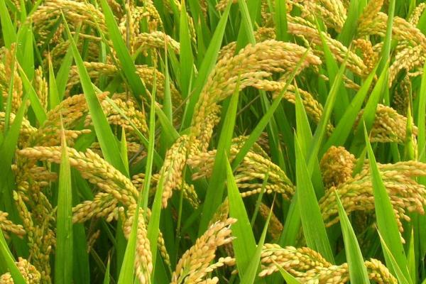 水稻完全成熟要多久，早熟品种要120天左右