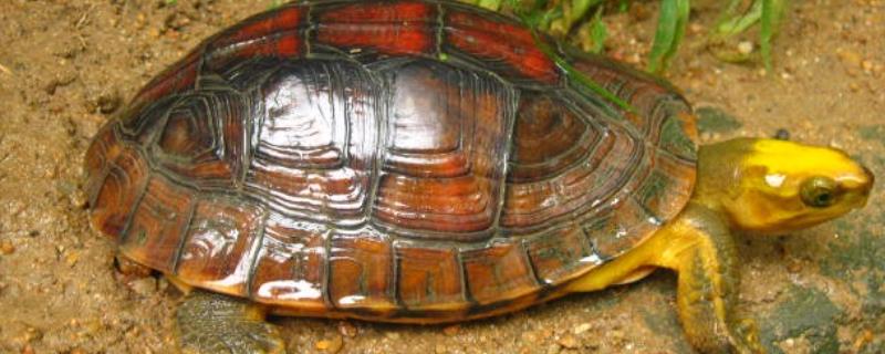 金头闭壳龟怎么分公母，通常从观察外形来分辨