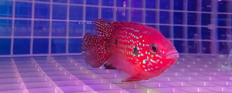 红宝石鱼怎么变红，需要将水温调节到25℃左右