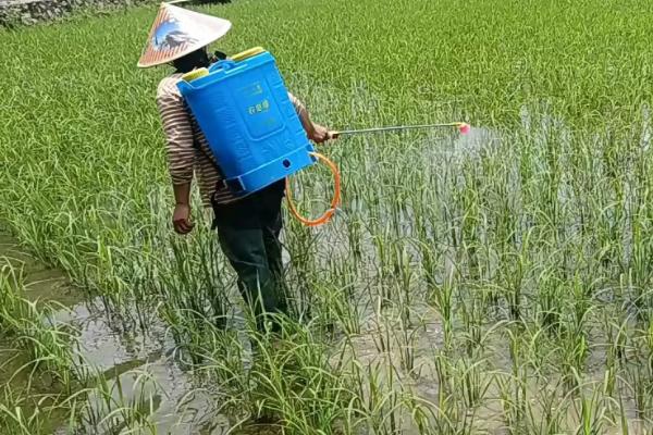 甲托杀菌剂能治什么，包含麦类黑穗病、赤霉病等