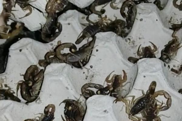 小蝎子生下来该怎么养，需要放到阴暗潮湿的环境