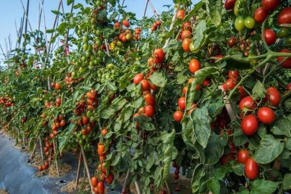 西红柿精品果率低的原因，主要原因是花芽分化不良