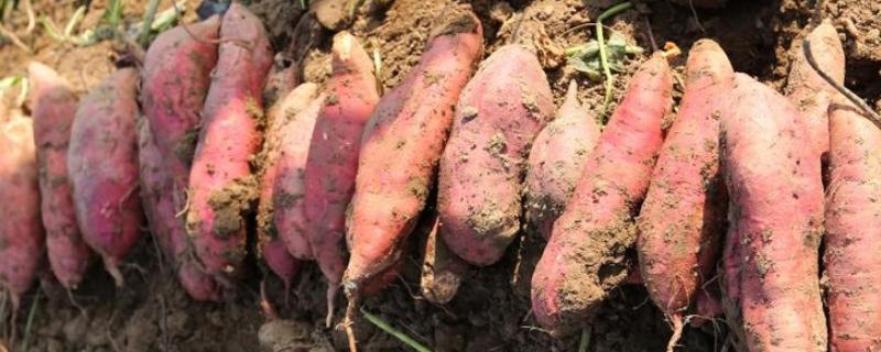 红薯的施肥方法，薯苗长到1米时要亩施40-60公斤草木灰