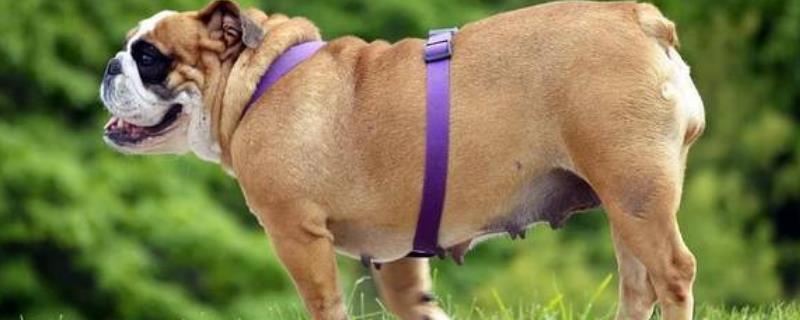 狗狗太胖了怎么减肥，需要严格控制它的饮食