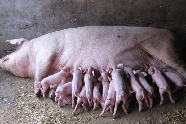 饲喂母猪的注意事项，要讲究卫生和确保品质