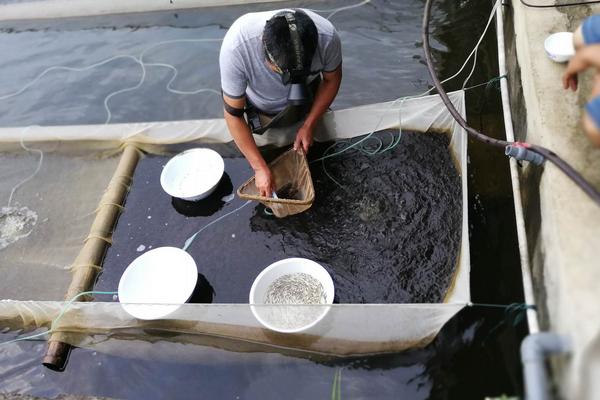 翘嘴红鲌的产地，主要分布于我国黄海、南海、渤海等地