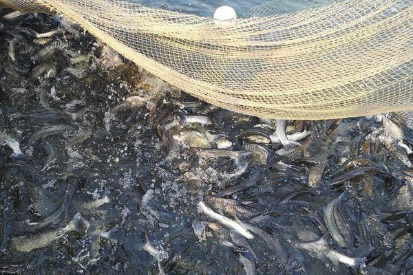 翘嘴红鲌的产地，主要分布于我国黄海、南海、渤海等地