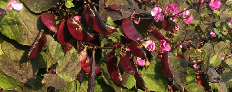 紫扁豆常见的病虫害怎么防治，要对症喷施药物