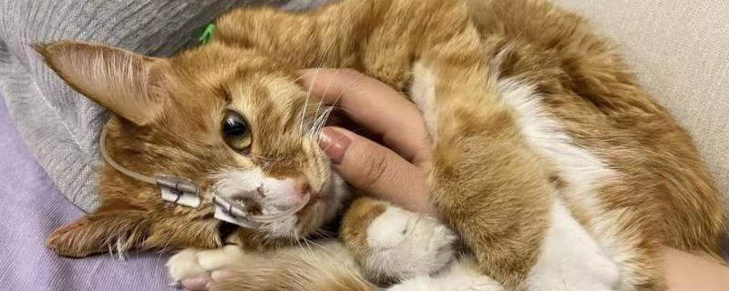 猫黄疸如何治疗，可使用一些保肝、护胆的药物治疗