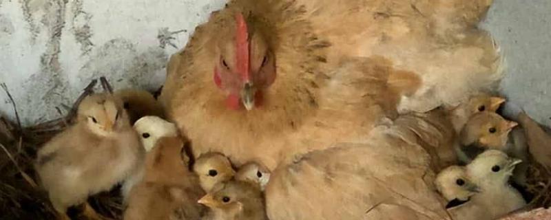 母鸡冬季孵化的小鸡能不能存活，可以存活而且一般能长得比较健壮