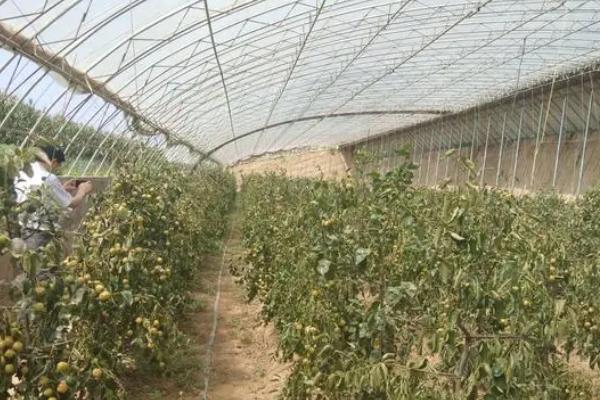 大棚冬枣种植技术，选择树体矮化且丰产优质的品种