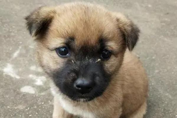 中华田园犬的缺点，血缘很杂且品相不那么美观